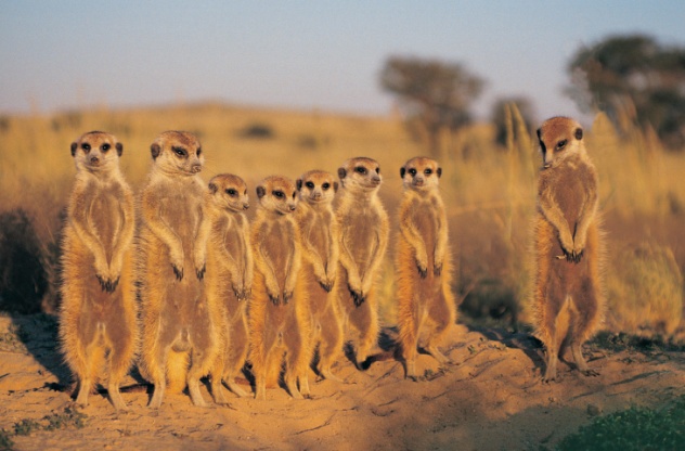 Image result for ROW OF MEERKATS